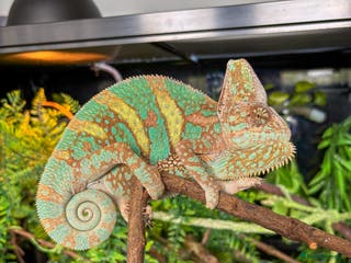 Chameleon reptiles Male Yemen Chameleon and tank - Advert 3