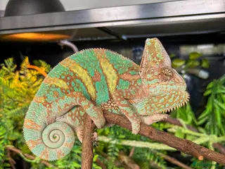Chameleon reptiles Male Yemen Chameleon and tank - Advert 12