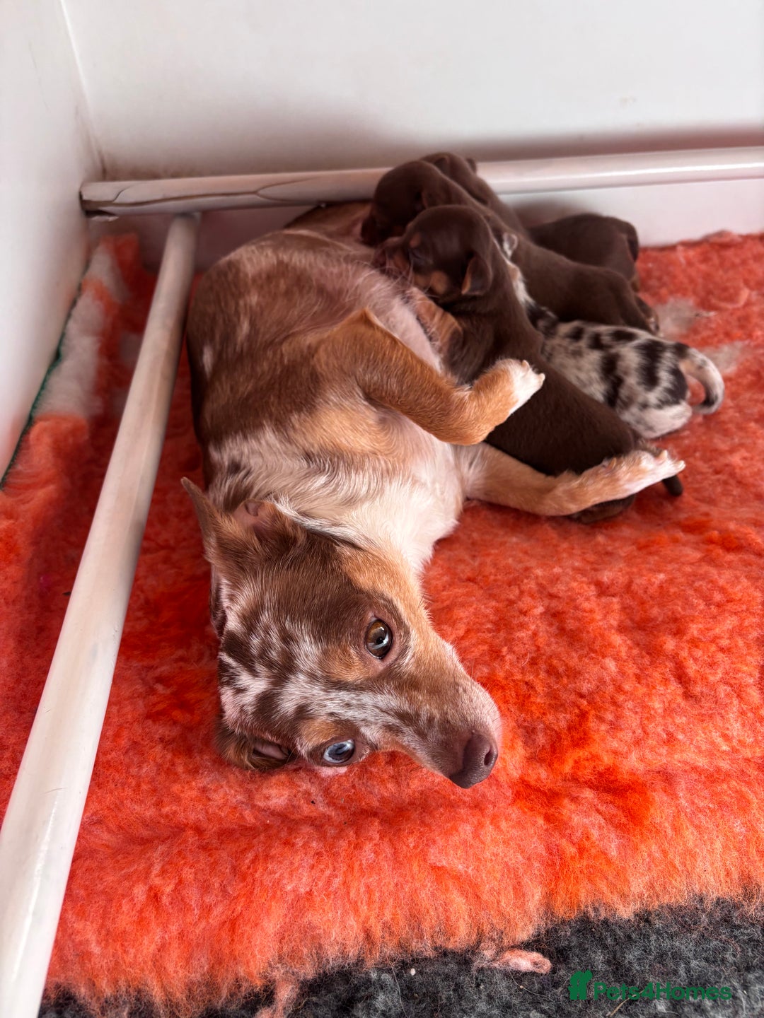 Mixed Breed dogs for sale: 1 beautiful little jack chi girl left!  - Image 3