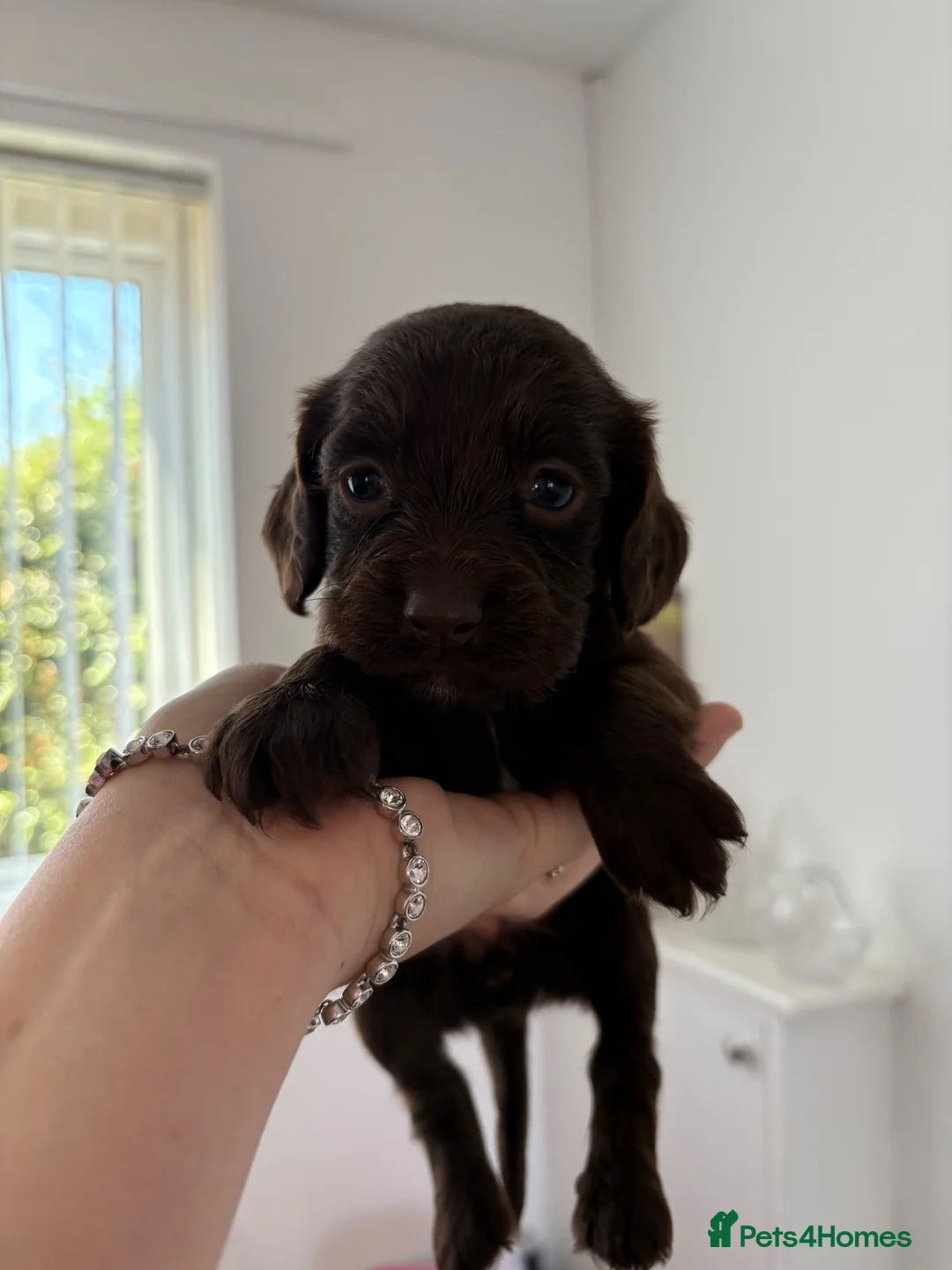 Cocker Spaniel dogs for sale: Stunning cocker puppies  - Advert 8