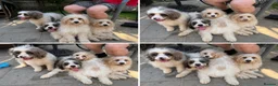 Cavapoo dogs for sale: 4 adorable cavapoo puppies - Advert 3