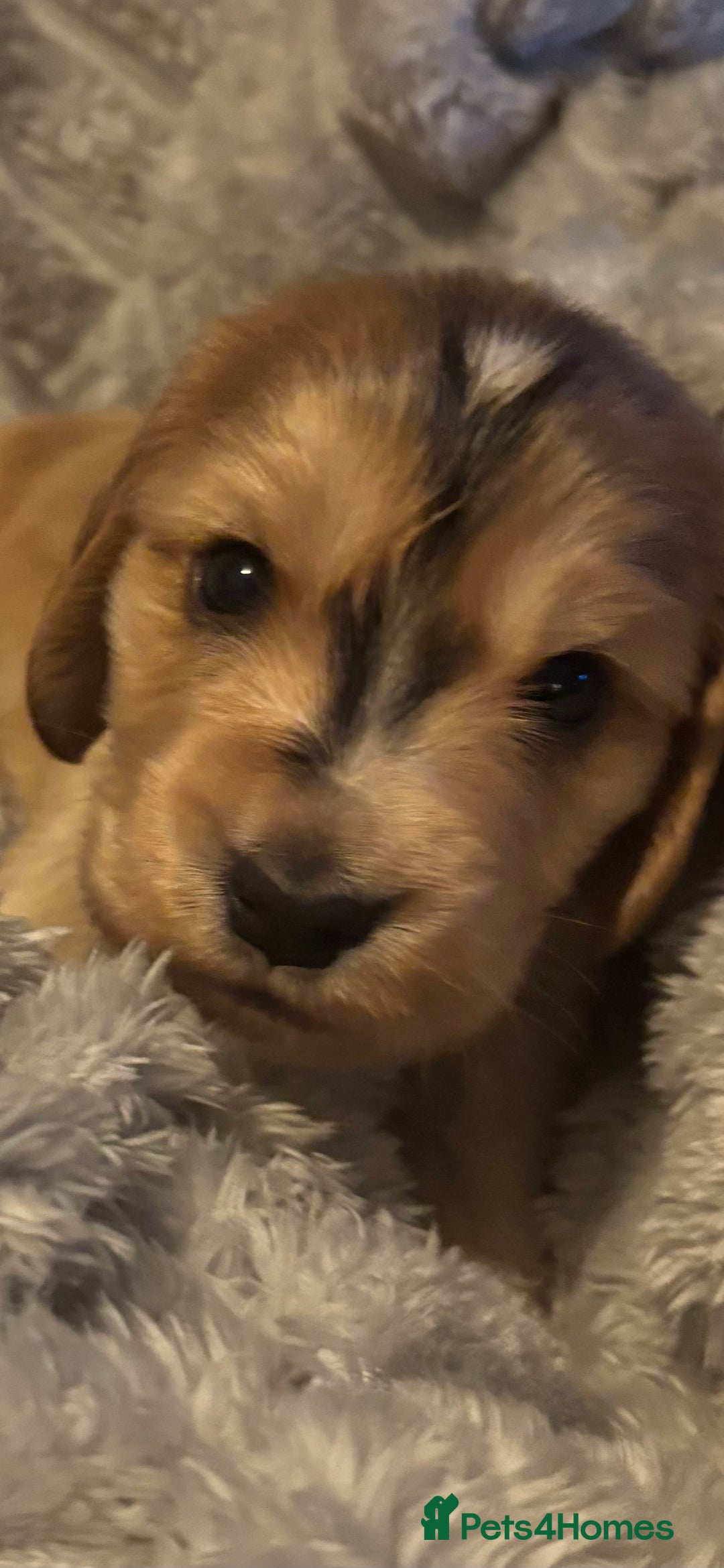 Cocker Spaniel dogs for sale: 3 beautiful kc reg show cocker spaniel puppies - Advert 3