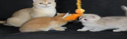 British Shorthair cats for sale: TICA pedigree pure breed golden kittens - Advert 22