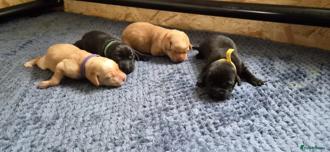 Labrador Retriever dogs for sale:  Labrador Retriever Puppies  KC Registered Parents - Advert 12