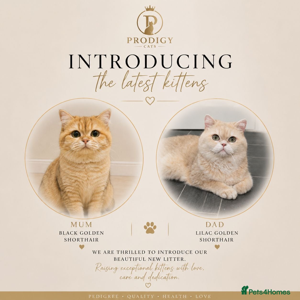 British Longhair cats Rare Blue Golden British Longhair Girl | GCCF - Advert 4