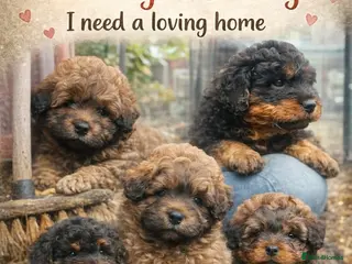 Mixed Breed dogs Wow real life teddy bears 🧸 - Advert 1