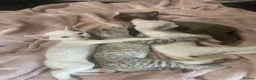 Devon Rex cats for sale: Beautiful GCCF Registered Devon Rex Kittens 🩷 - Advert 14