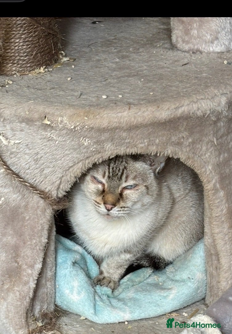 Bengal cats Females/single person/farm cat - Advert 18