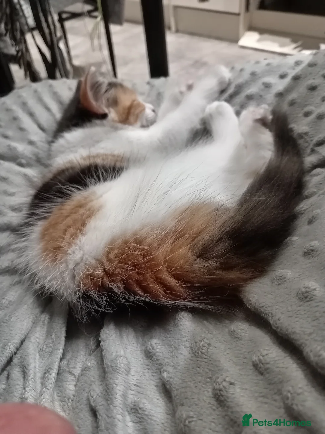 Domestic Shorthair cats for sale: Female  - Advert 6