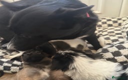 Mixed Breed dogs for sale: 4beautiful terrierxGerman ShepherdxLabrador puppy - Image 24