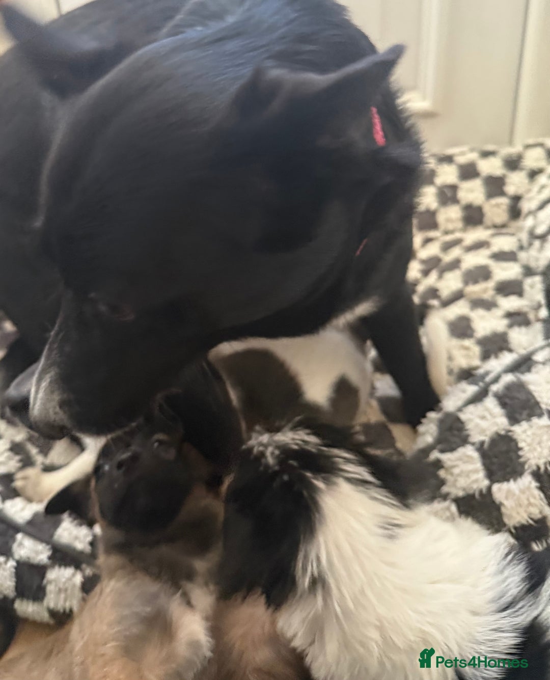 Mixed Breed dogs for sale: 4beautiful terrierxGerman ShepherdxLabrador puppy - Image 24