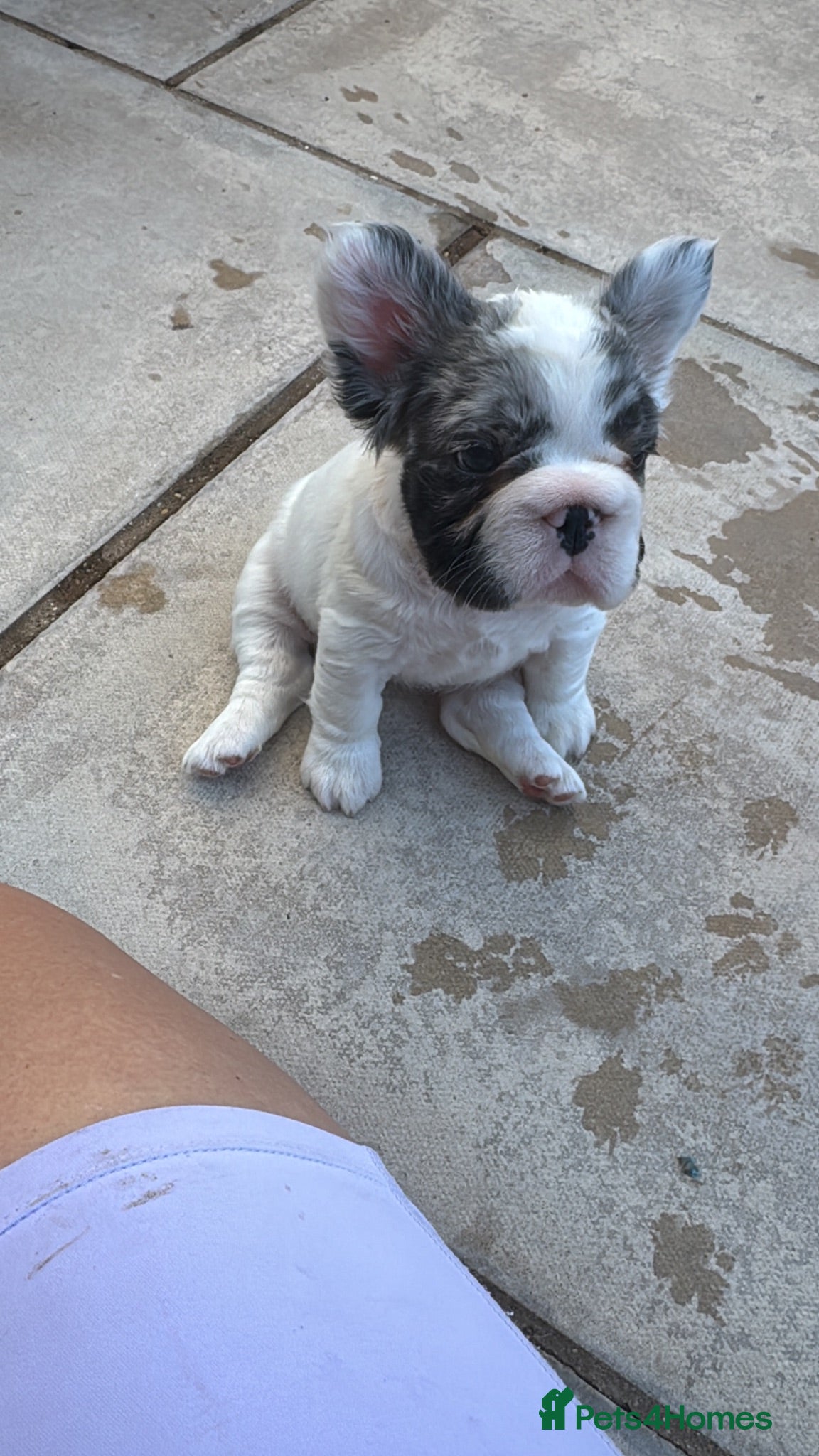 French Bulldog dogs French bulldogs all visual fluffys - Advert 2
