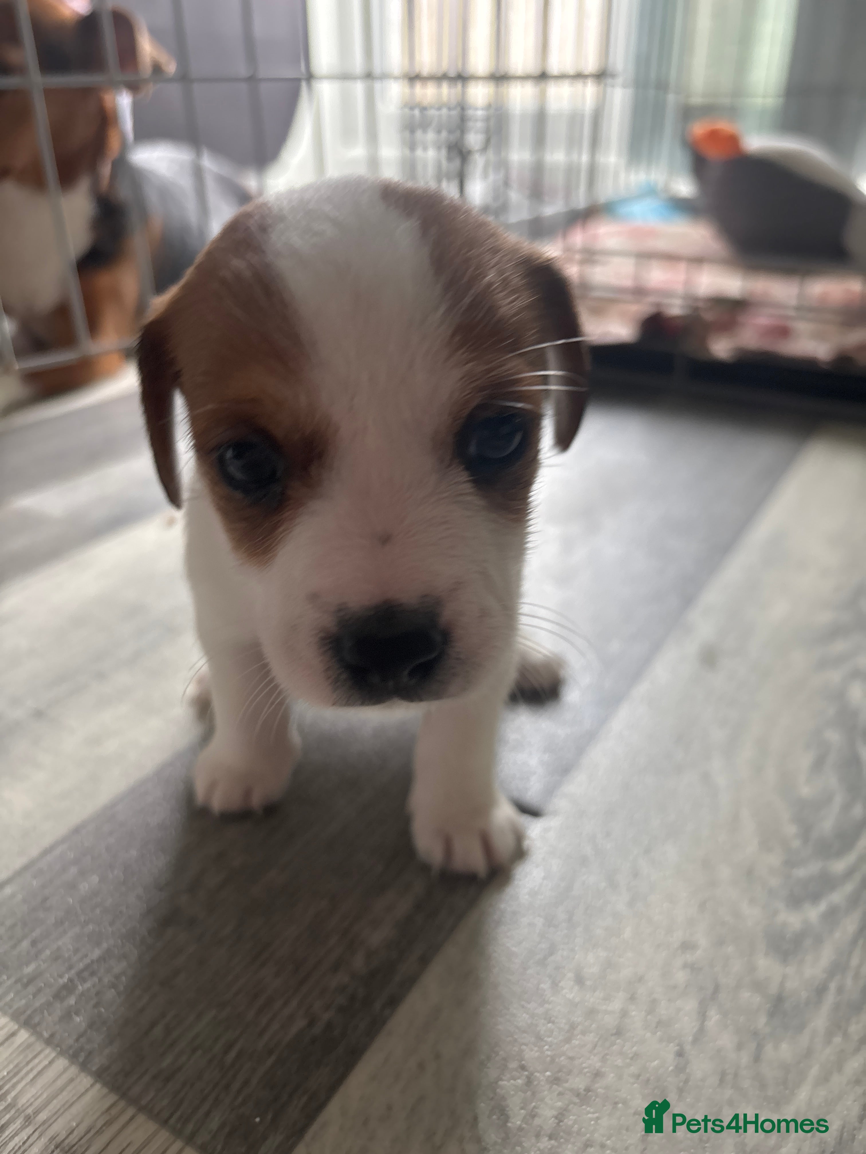 Jack Russell dogs Pupies 🥰🥰 - Advert 2