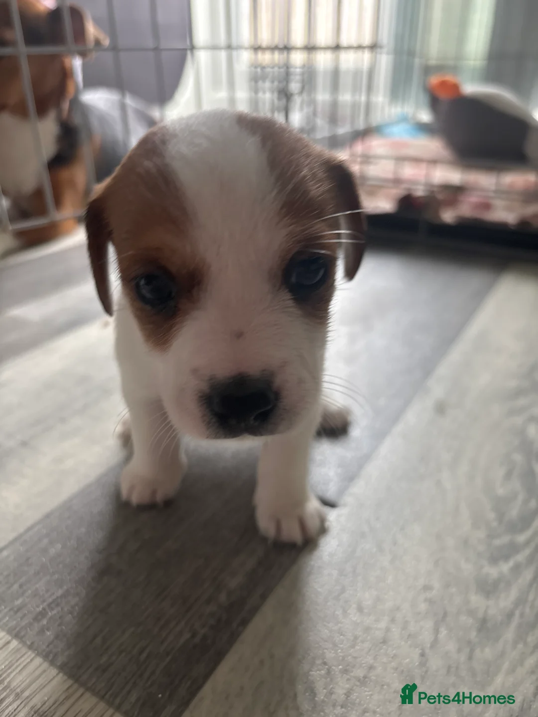 Jack Russell dogs for sale: Pupies 🥰🥰 in Warrington - Advert 2