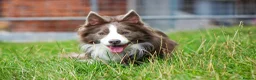 Border Collie dogs for stud: Exceptional Lilac & White DNA clear Border Collie in Saint Asaph - Advert 7