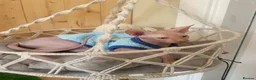 Sphynx cats for sale: Last Canadian sphynx looking for a loving home  - Advert 22