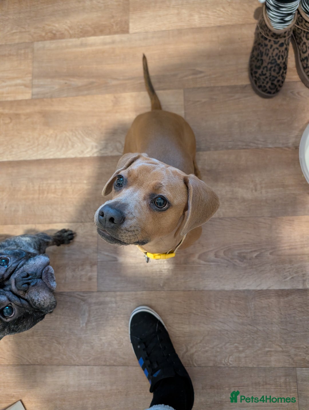 Mixed Breed dogs for sale: French bulldog crossed dachund - Advert 1