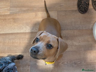 Mixed Breed dogs French bulldog crossed dachund - Advert 2