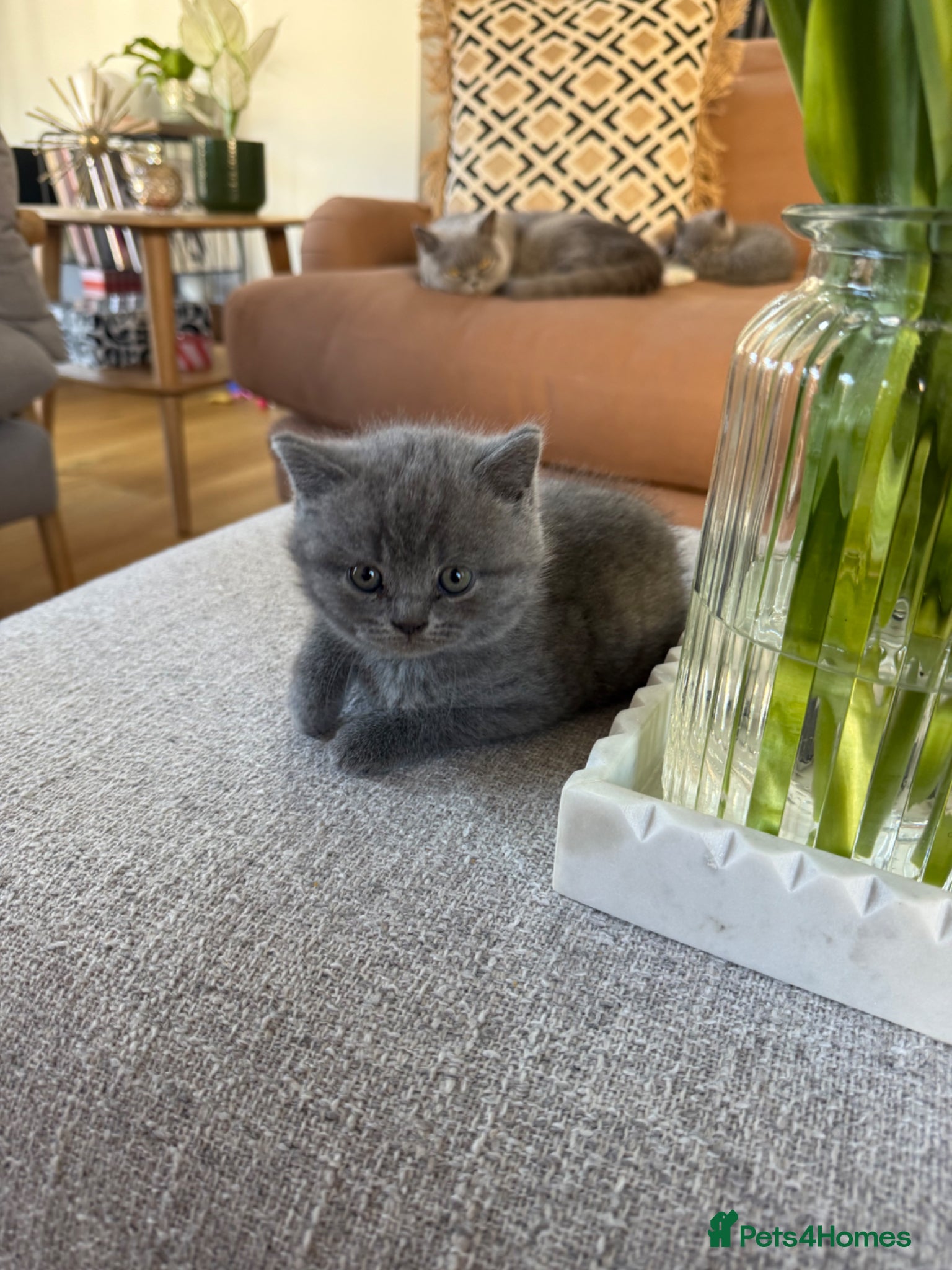 British Shorthair cats Affectionate male British Shorthair kitten  - Advert 1