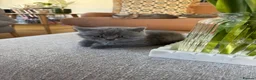 British Shorthair cats for sale: Affectionate male British Shorthair kitten  - Advert 1
