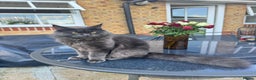 Maine Coon cats for stud: For stud - Advert 8