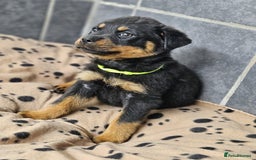 Rottweiler dogs for sale: Stunning Rottweiler puppys - Image 11