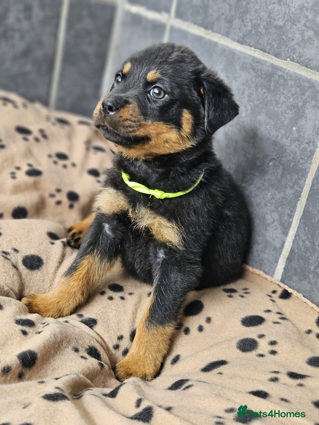 Rottweiler dogs for sale: Stunning Rottweiler puppys - Image 11
