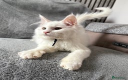 Maine Coon cats for sale: Maine Coon Kittens TICA Registered Cattery  - Image 12