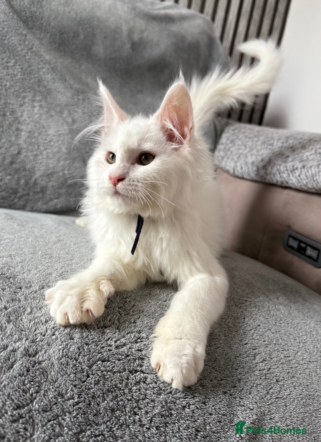 Maine Coon cats for sale: Maine Coon Kittens TICA Registered Cattery  - Image 12