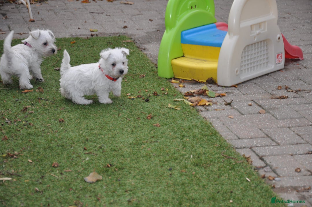West Highland Terrier dogs for sale: Gorgeous West Highland Terrier Puppies - Image 12