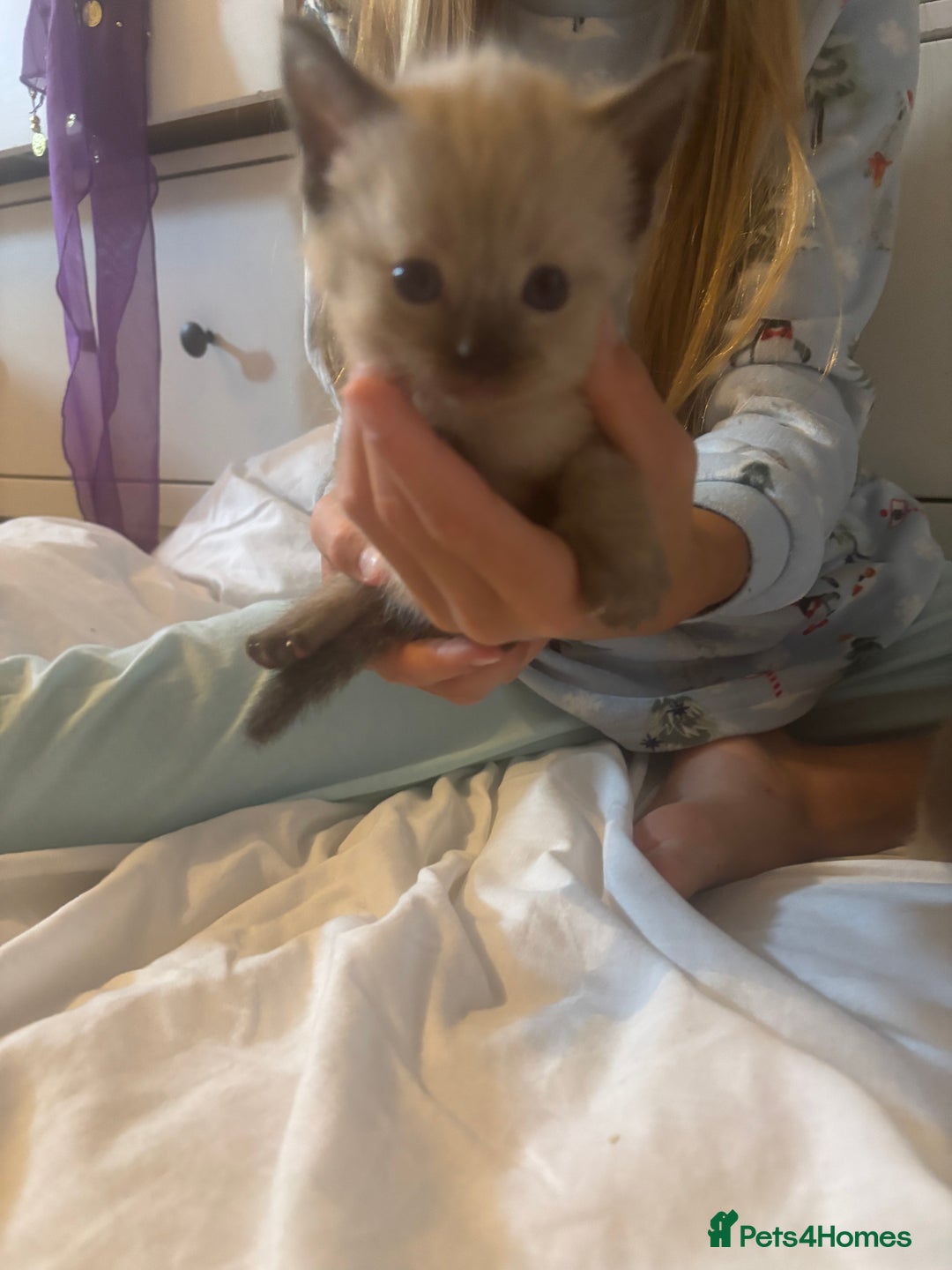 Ragamese cats for sale: ragamese kittens - Image 7