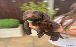 Mixed Breed dogs for sale: Beautiful cockapooXspringer puppies - Image 17