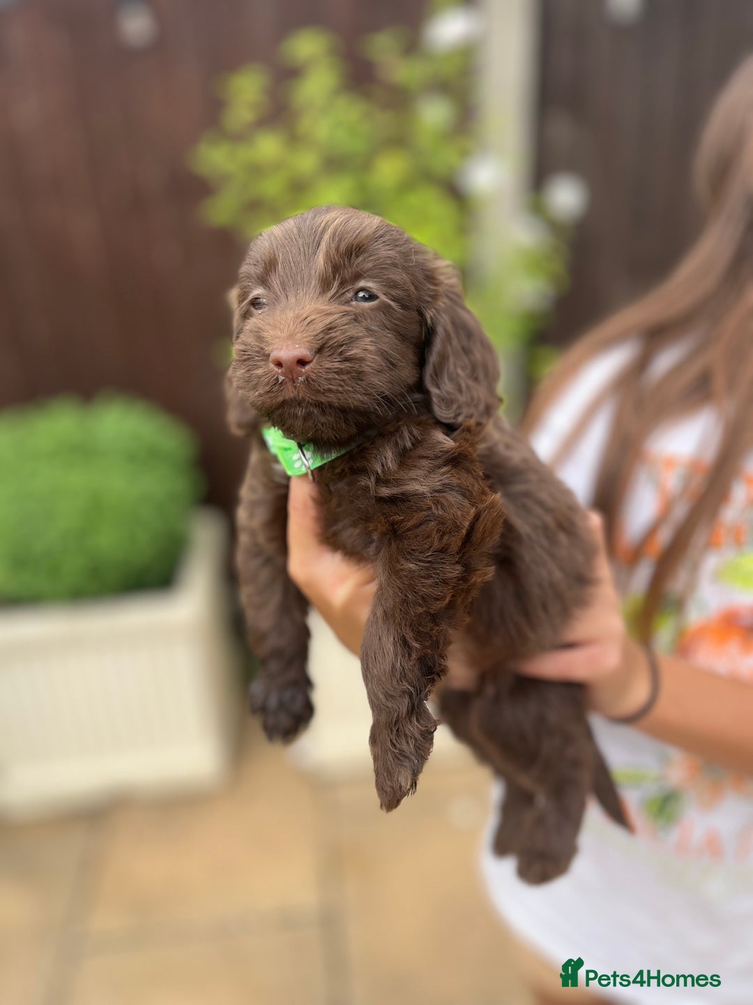 Mixed Breed dogs for sale: Beautiful cockapooXspringer puppies - Image 17