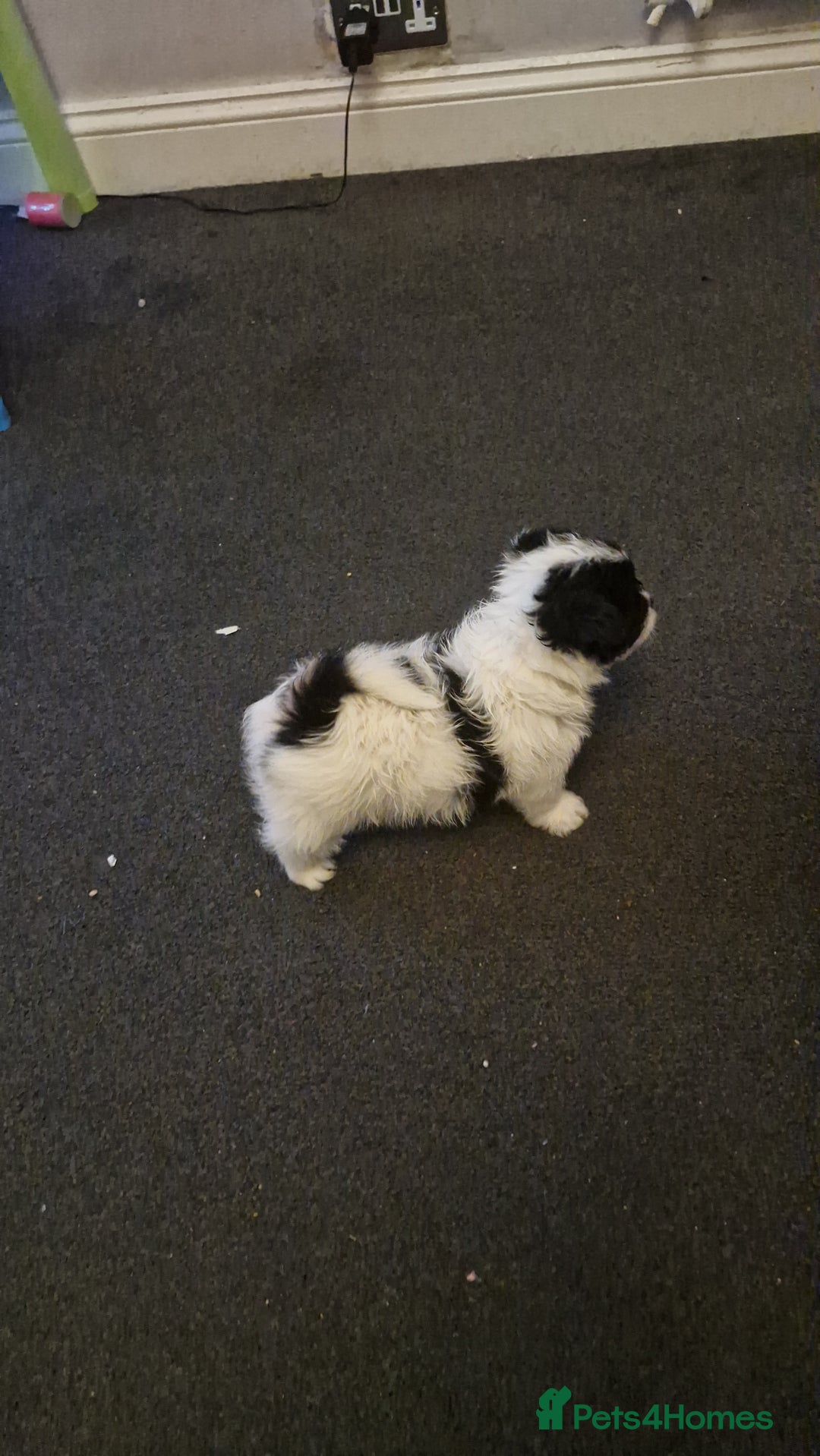 Mixed Breed dogs for sale: Stunning maltipoo x pug baby  - Advert 12