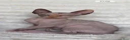 Sphynx cats for sale: Canadian Sphynx Kittens  - Advert 29