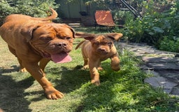 Dogue De Bordeaux dogs for sale: Ready now. KC Registered Dogue de Bordeaux Puppies - Image 4