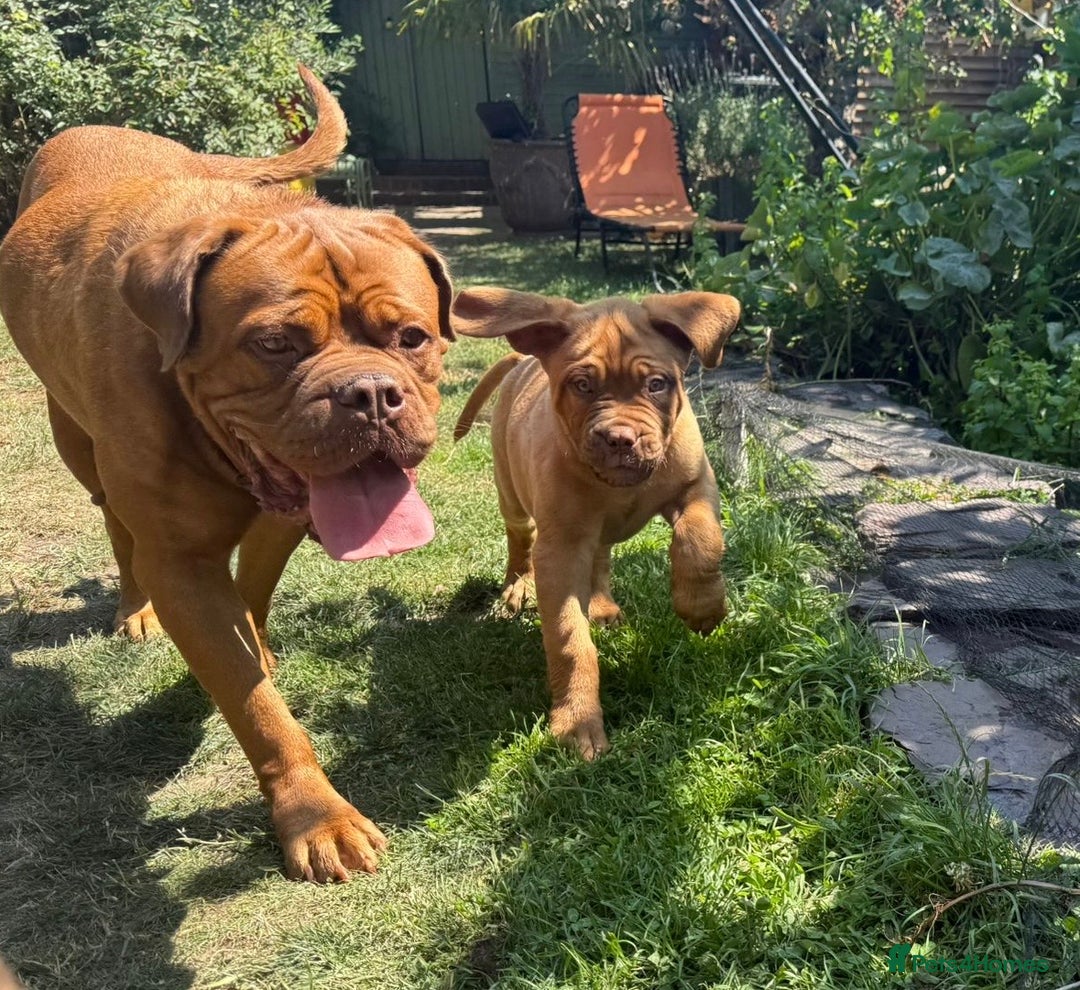 Dogue De Bordeaux dogs for sale: Ready now. KC Registered Dogue de Bordeaux Puppies - Image 4