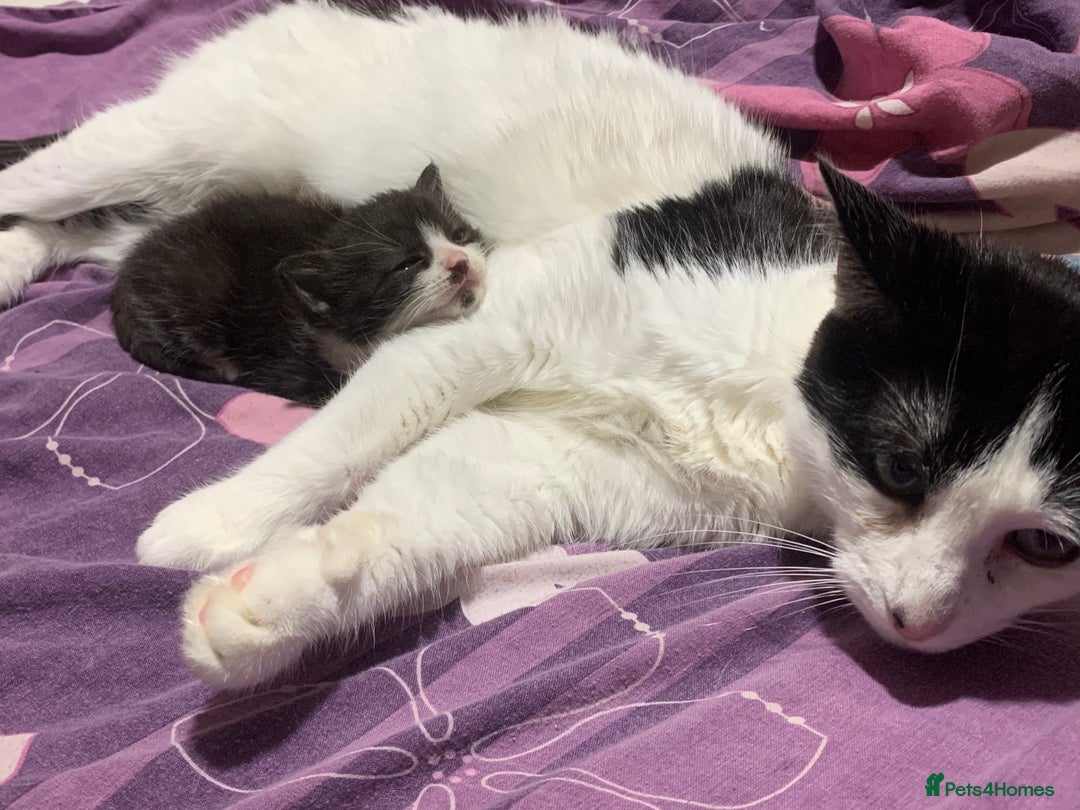British Shorthair cats for sale: Panda and beautiful boy - Image 3