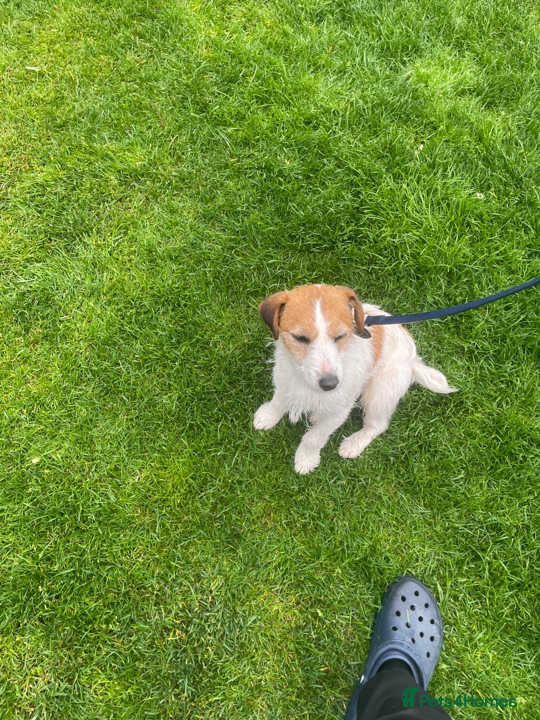 Jack Russell dogs for sale: Jack Russell puppies  - Image 6