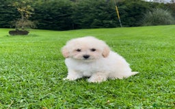 Poochon dogs for sale: F1 female Poochon puppy  - Image 3