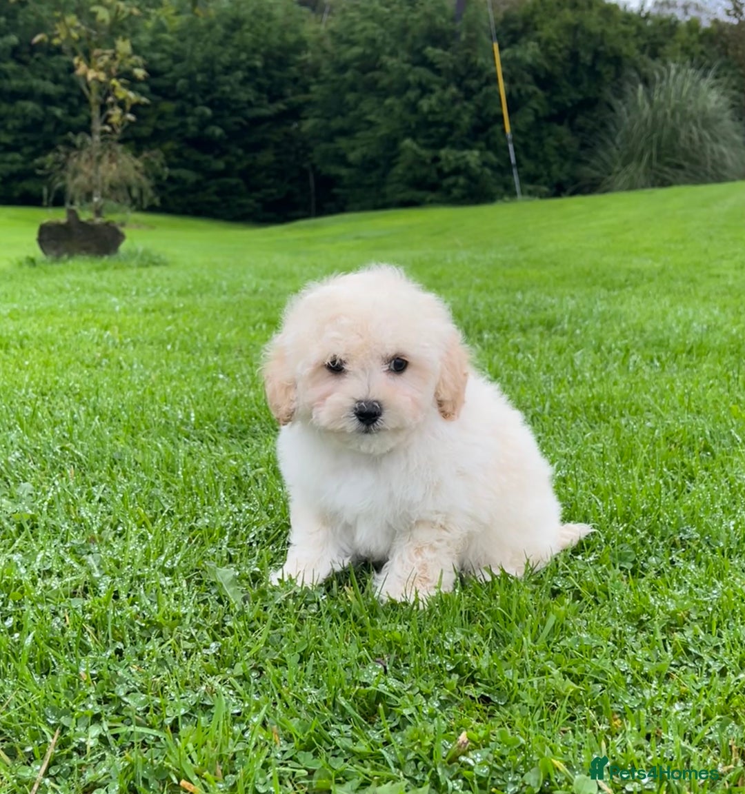 Poochon dogs for sale: F1 female Poochon puppy  - Image 3
