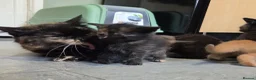 Mixed Breed cats for sale: Beautiful Fluffy Kittens Looking for Forever homes - Advert 11