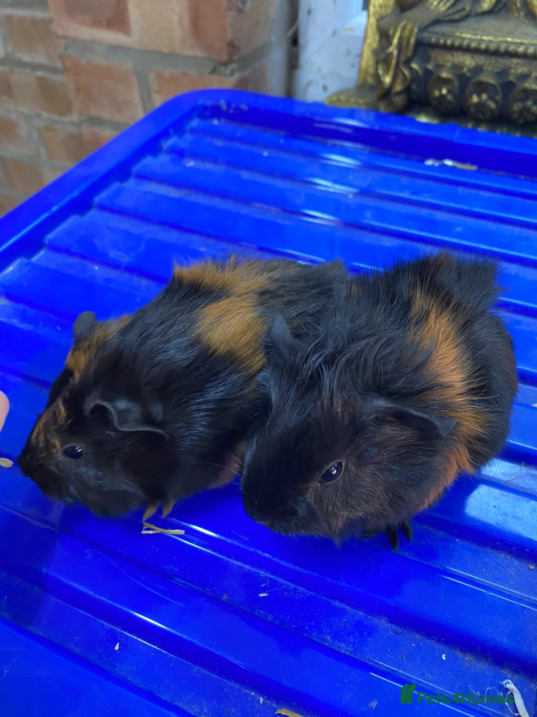 Guinea Pig rodents for sale: Male gunieapigs ready to be reserved  - Advert 1