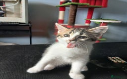 Mixed Breed cats for sale: Two kittens available  - Image 1