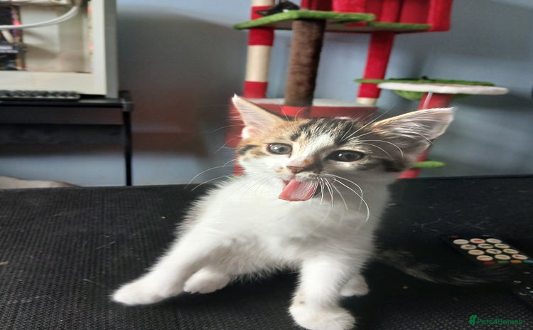 Mixed Breed cats - Advert 14