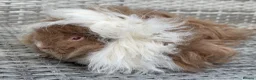 Guinea Pig rodents for sale: Purebred Lunkarya - Advert 3