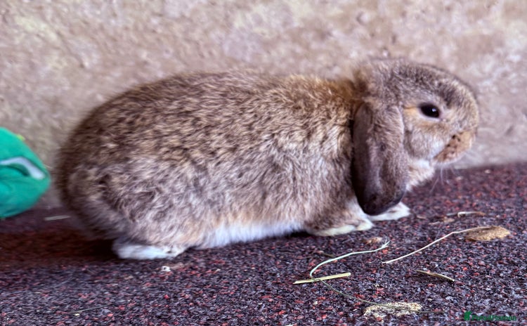 Mini Lop rabbits - Advert 8