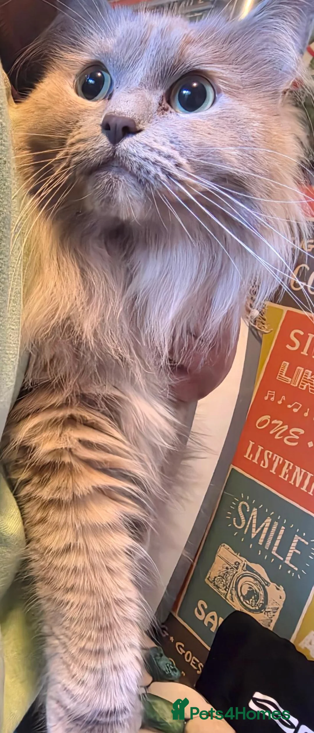 Mixed Breed cats for sale: Neutered/Polydactyl  - Advert 2