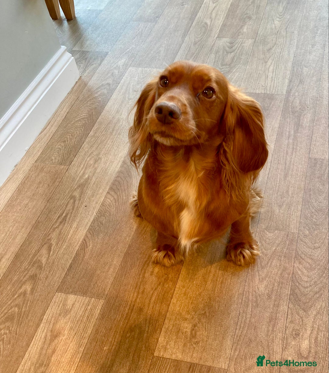 Cocker Spaniel dogs for sale: Working cocker spaniel pups - Advert 1