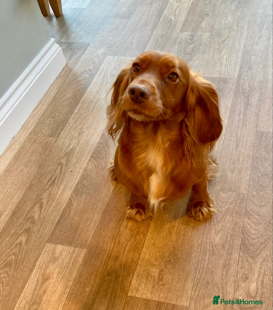 Cocker Spaniel dogs for sale: Working cocker spaniel pups - Advert 1